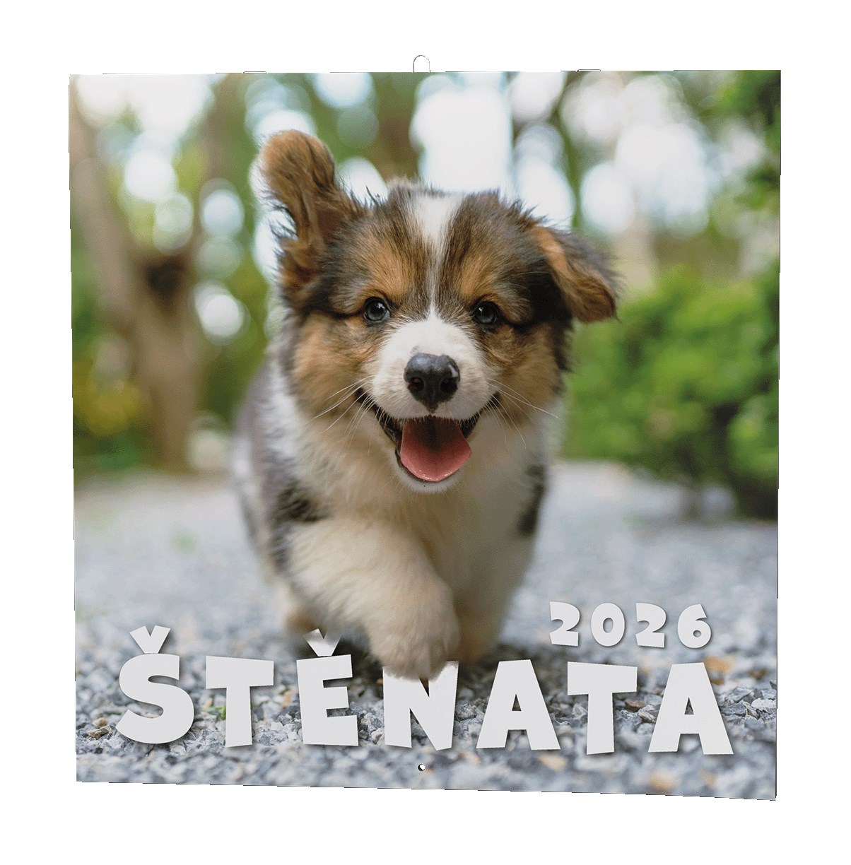 *B26  BNL2-26  Štěňata