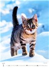 nástěnný kalendář  Kittens/Katzenbabys/Koťátka/Mačičky